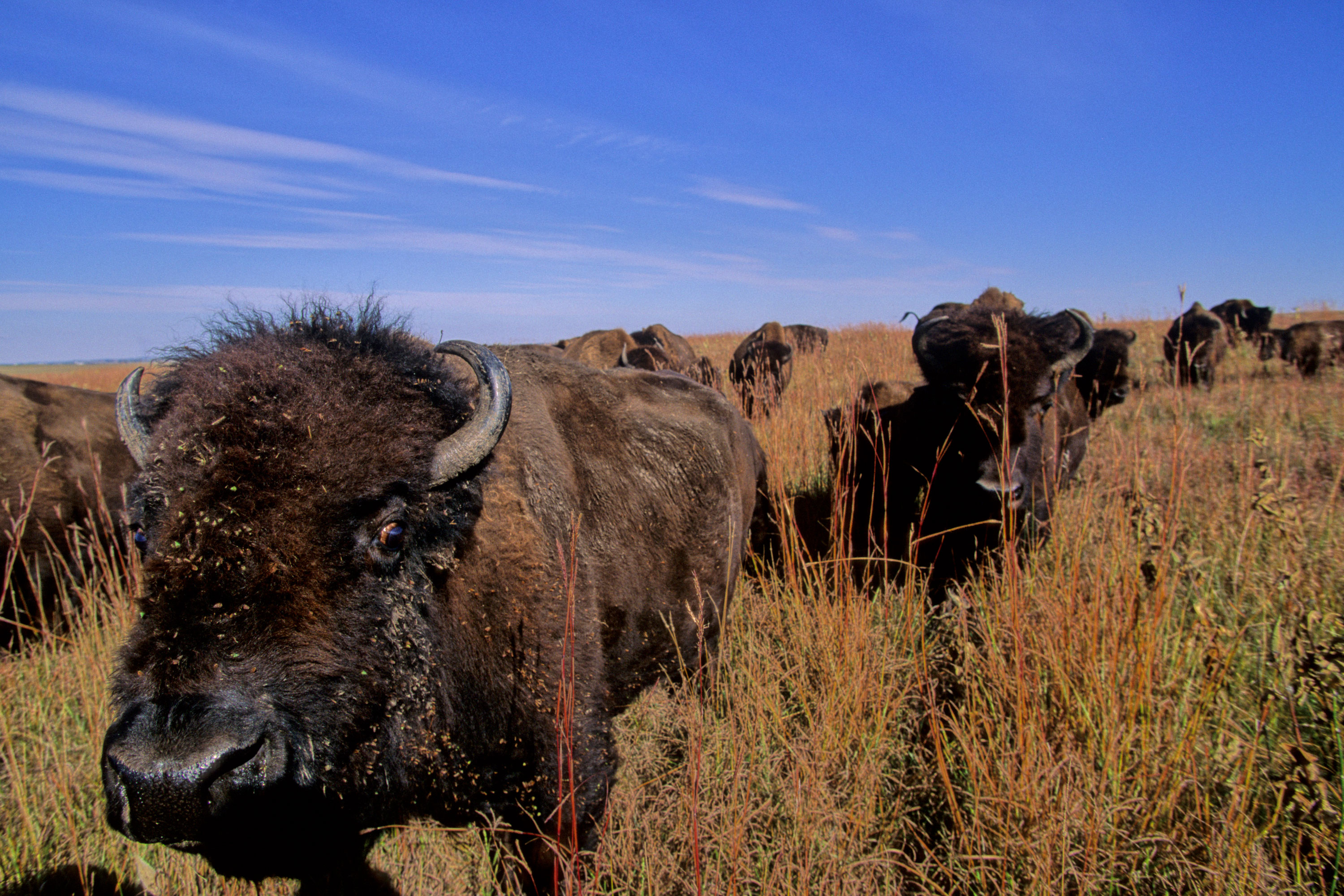 Bison herd Blue Mounds State Park