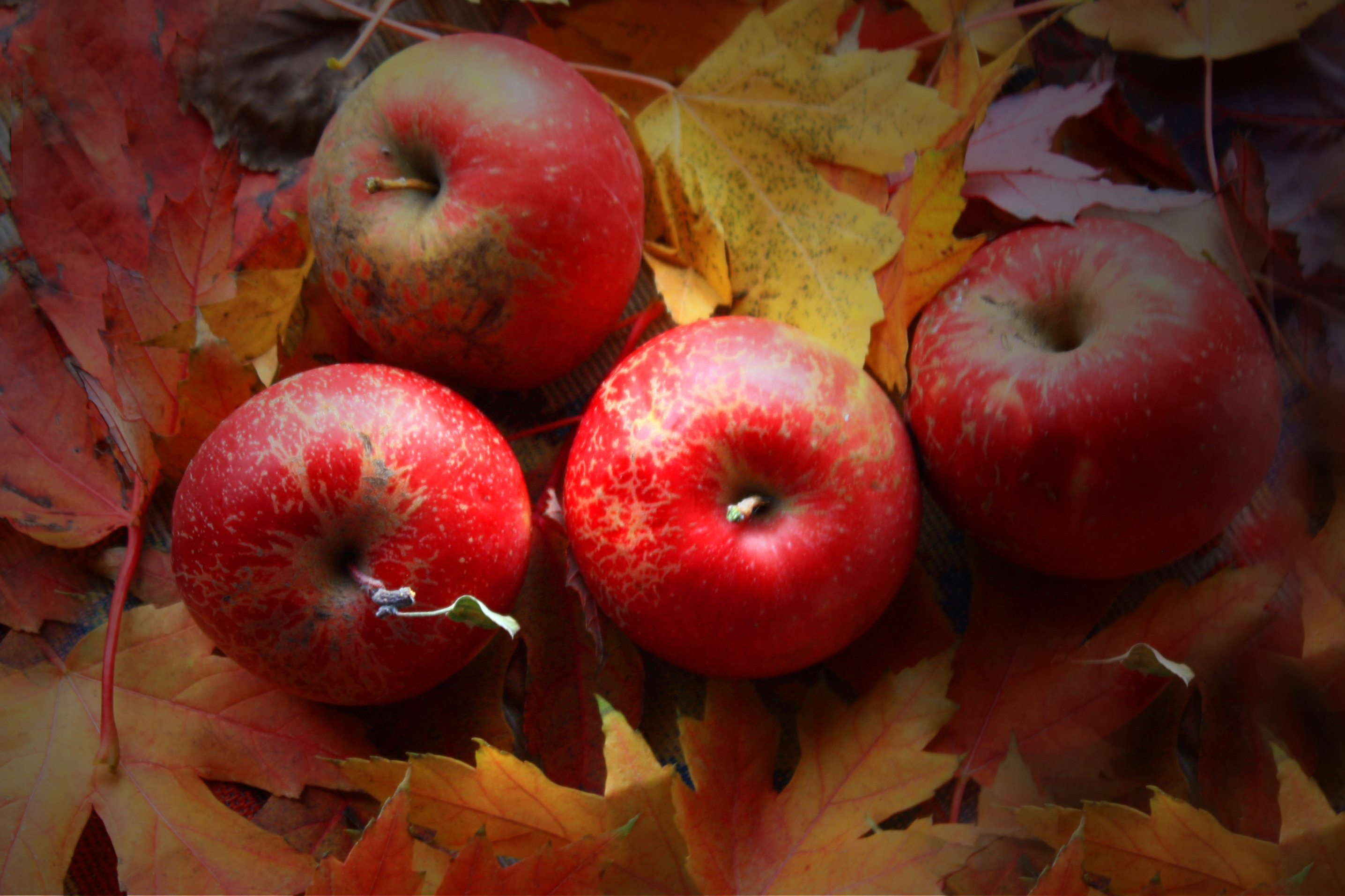 Minnesota apples and fall leaves