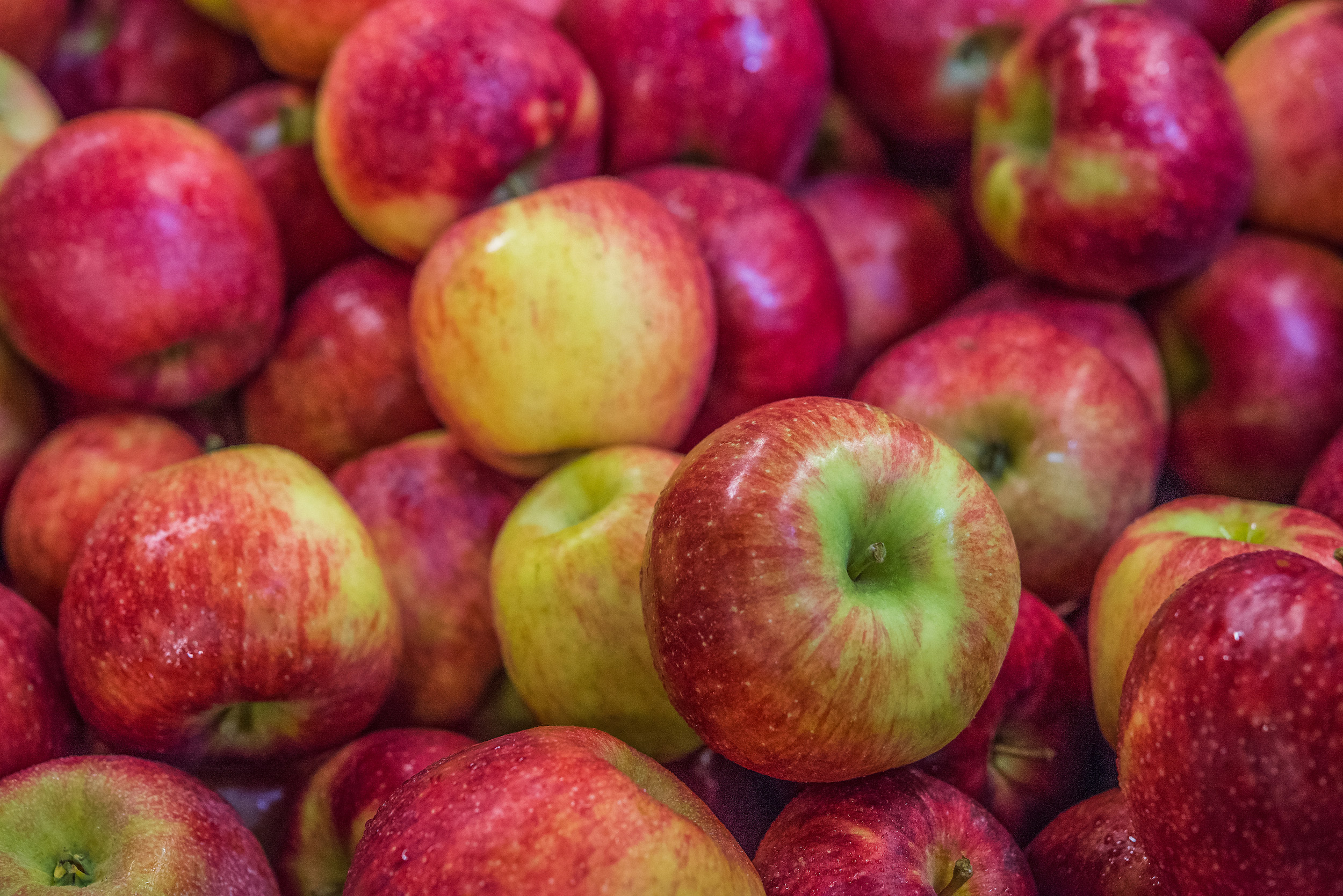 Apples from Aamodt's Apple Farm