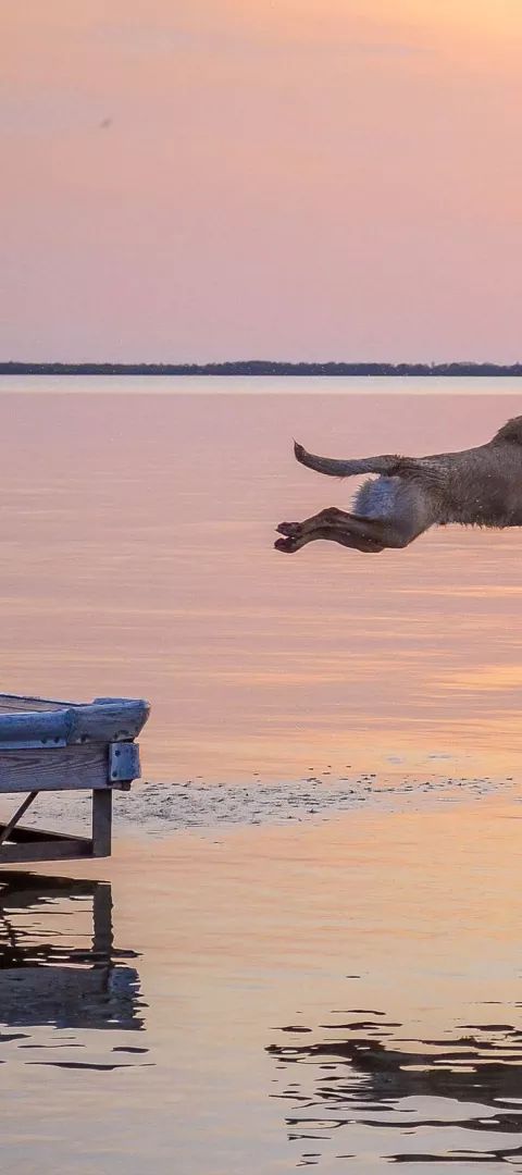 dog jumping into ottertail lake at sunset