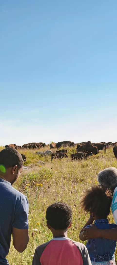 Family viewing bison herd at Blue Mounds State Park