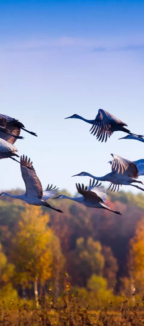 Sherburne National Wildlife Refuge Sandhill Cranes flying