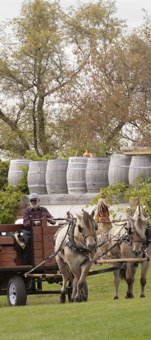 Horse drawn wagon tour of Carlos Creek Winery