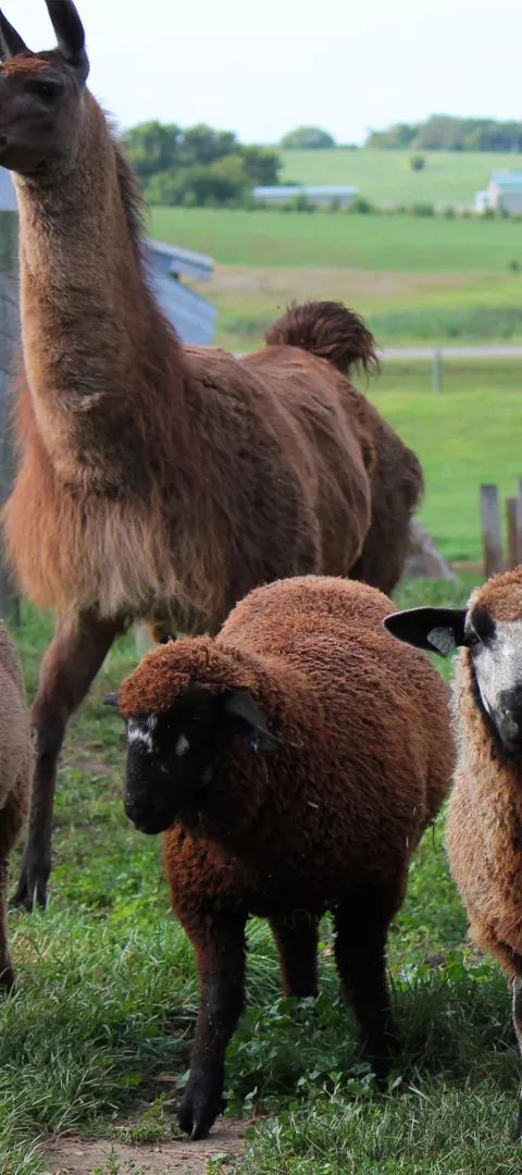 Llamas and goats at Shepard's Harvest Festival