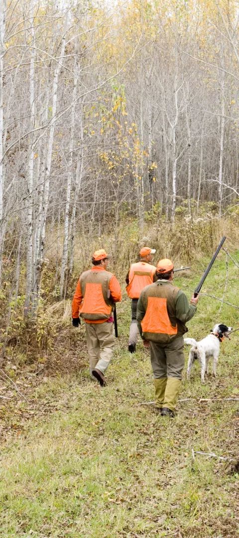 Grouse hunting in the woods