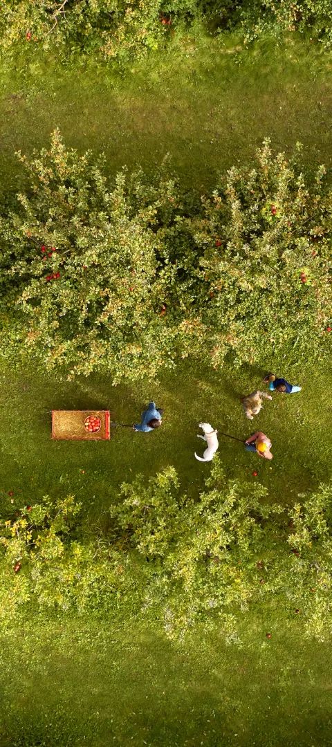 A drone shot of a family at Whistling Well Orchard in fall