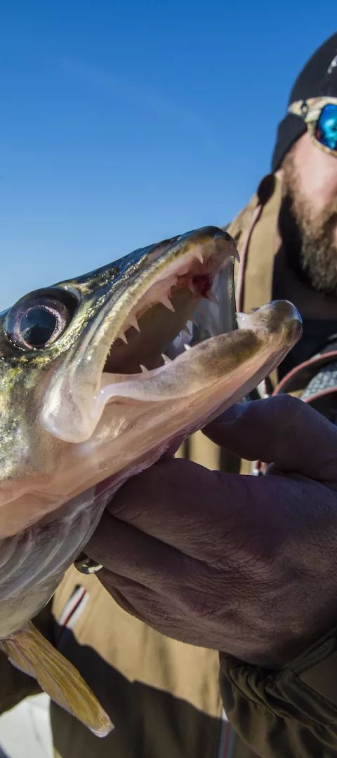 A man catches a massive walleye on Lake of the Woods