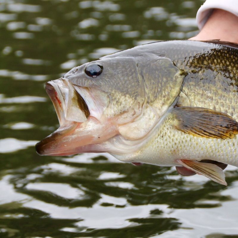 Big bass