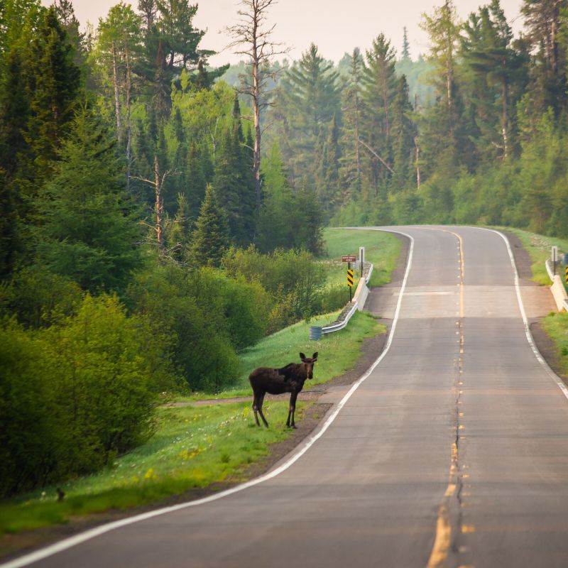 Moose standing by the road near Grand Marais