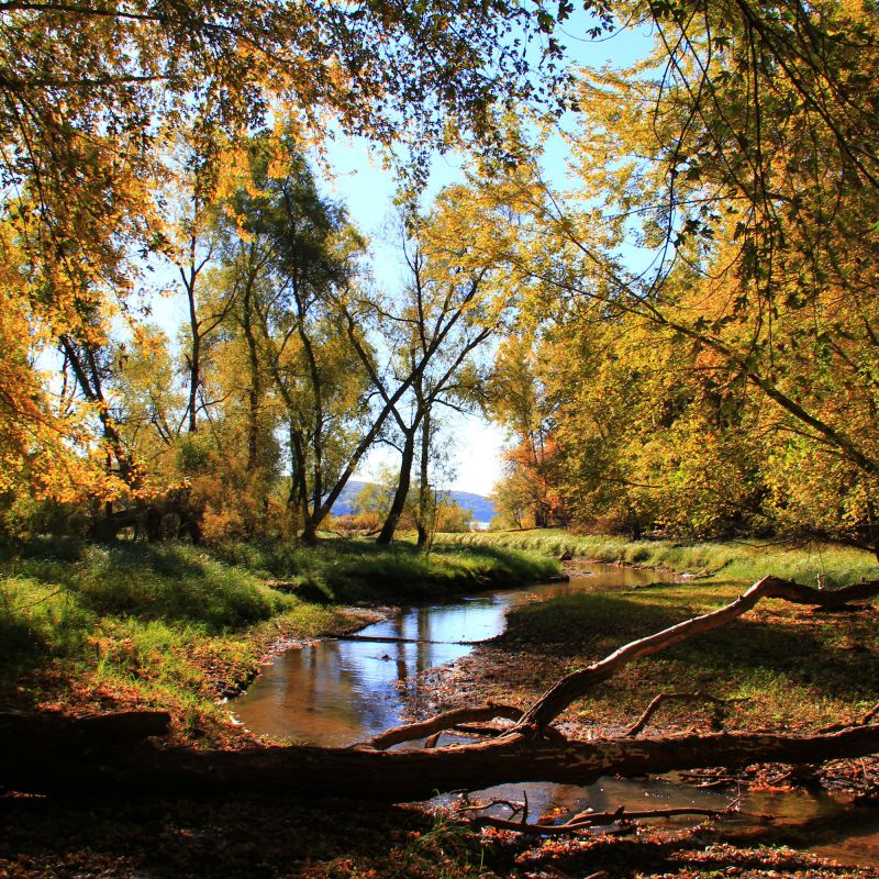 Fall forest landscape of Afton State Park