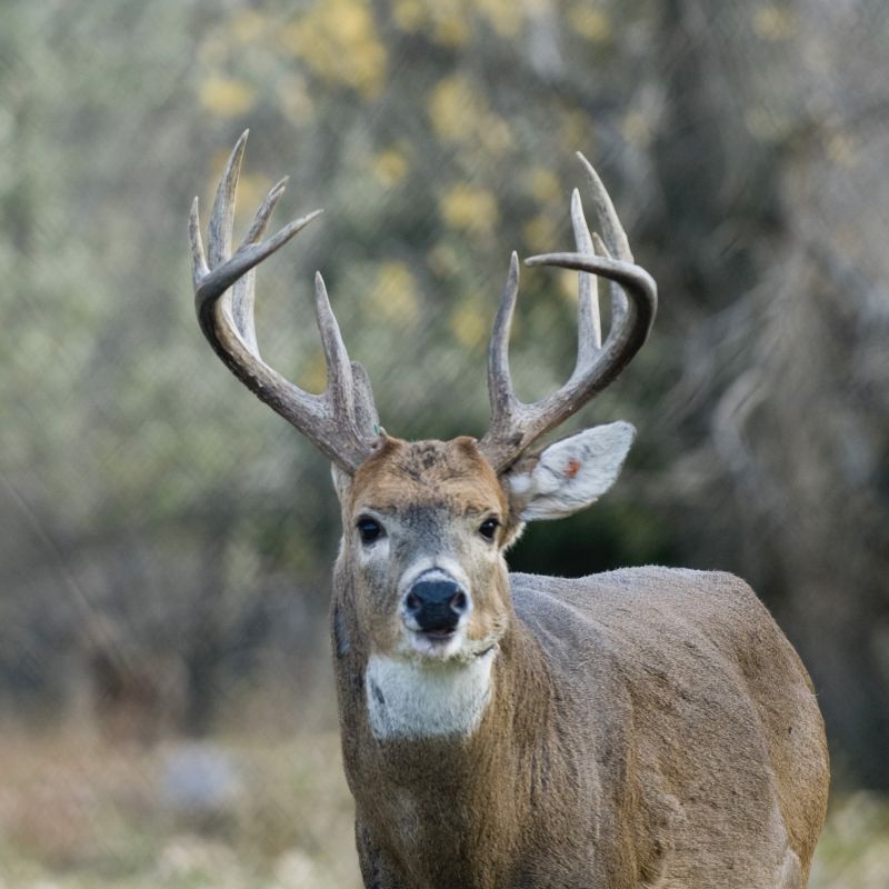Deer hunting in West River Park